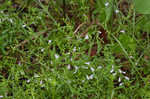 Ozark calamint